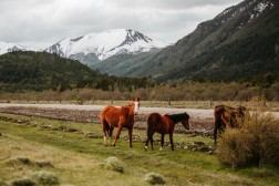 Top 5 Bike Rides South America Horses