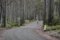 Jacobs Ladder Cycling Bike tour climb Tasmania through the trees