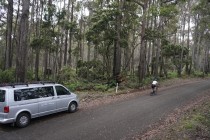 Jacobs Ladder Cycling Bike tour climb Tasmania supported